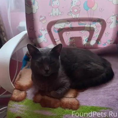 Пропал кот, район Доватора, Змеевка