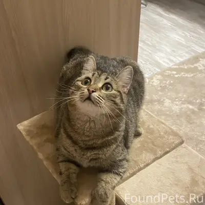 Пропала маленькая кошечка