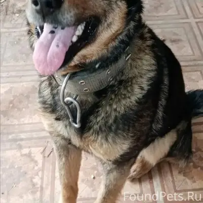 Пропал пёс, чёрный с подпалом, станция Баженово