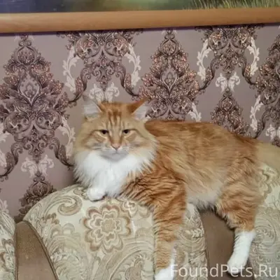 Пропал кот Персик