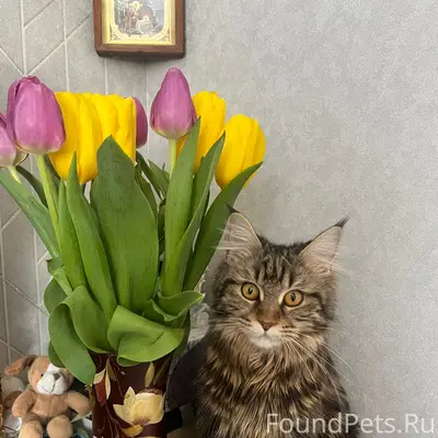 Пропала кошка Асти, Королева 38А