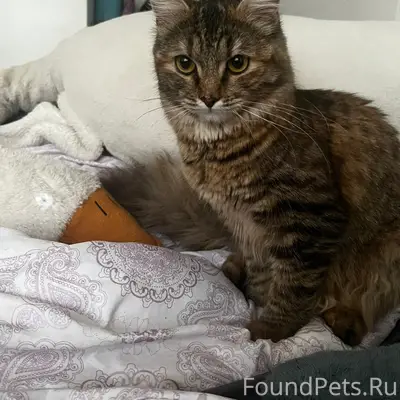 Найдена кошка Пуся, Орехово-Зуево