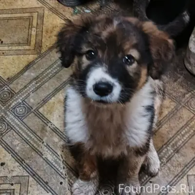 Пропала собака, неизвестное местоположение