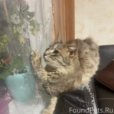Пропал кот Тайсон, Авиационная