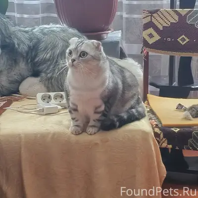 Пропал кот, деревня Овсянниково