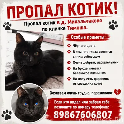 Пропал котик по кличке Тимоша