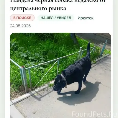 Найден тип собака, без указания места