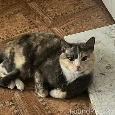 Пропала кошка, Ржев