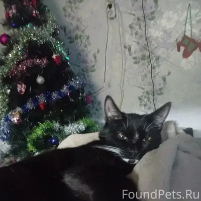 Пропал кот Димон, ул. Станционная