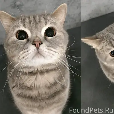 Пропал шотландский кот Барсик, переулок Свердлова
