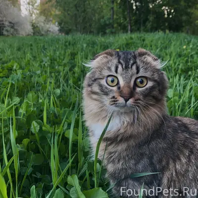 Пропала кошка, Устюженская 14