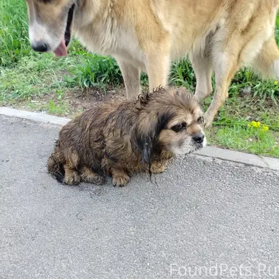 Пропала собака Маша