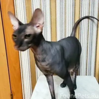 Найдена кошка, Западный 11