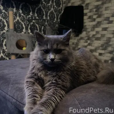 Пропал кот Рубик, 1 микрорайон