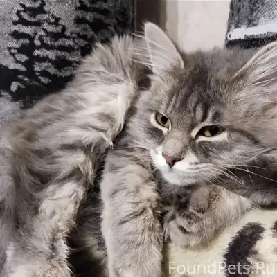 Пропала кошка Мия, район Семашко