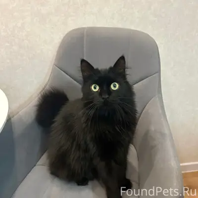 Пропал кот Максик