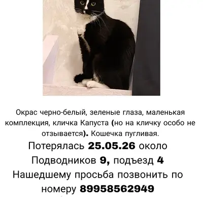Пропала кошка, район Подводников