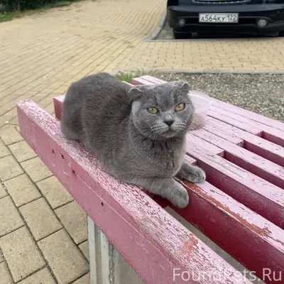 Найден котёнок, Анапа