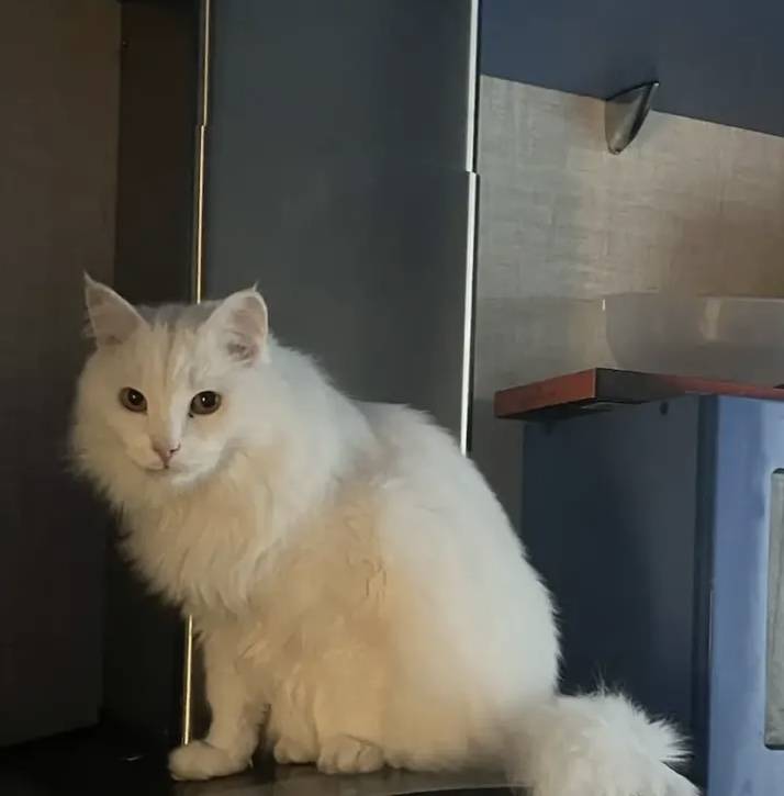 Пропал кот