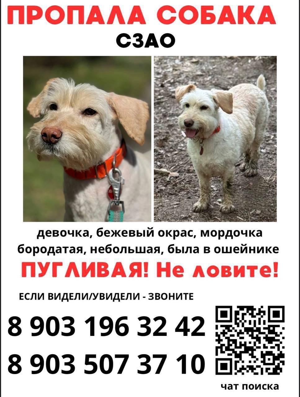 Пропала собака, СЗАО, Митино