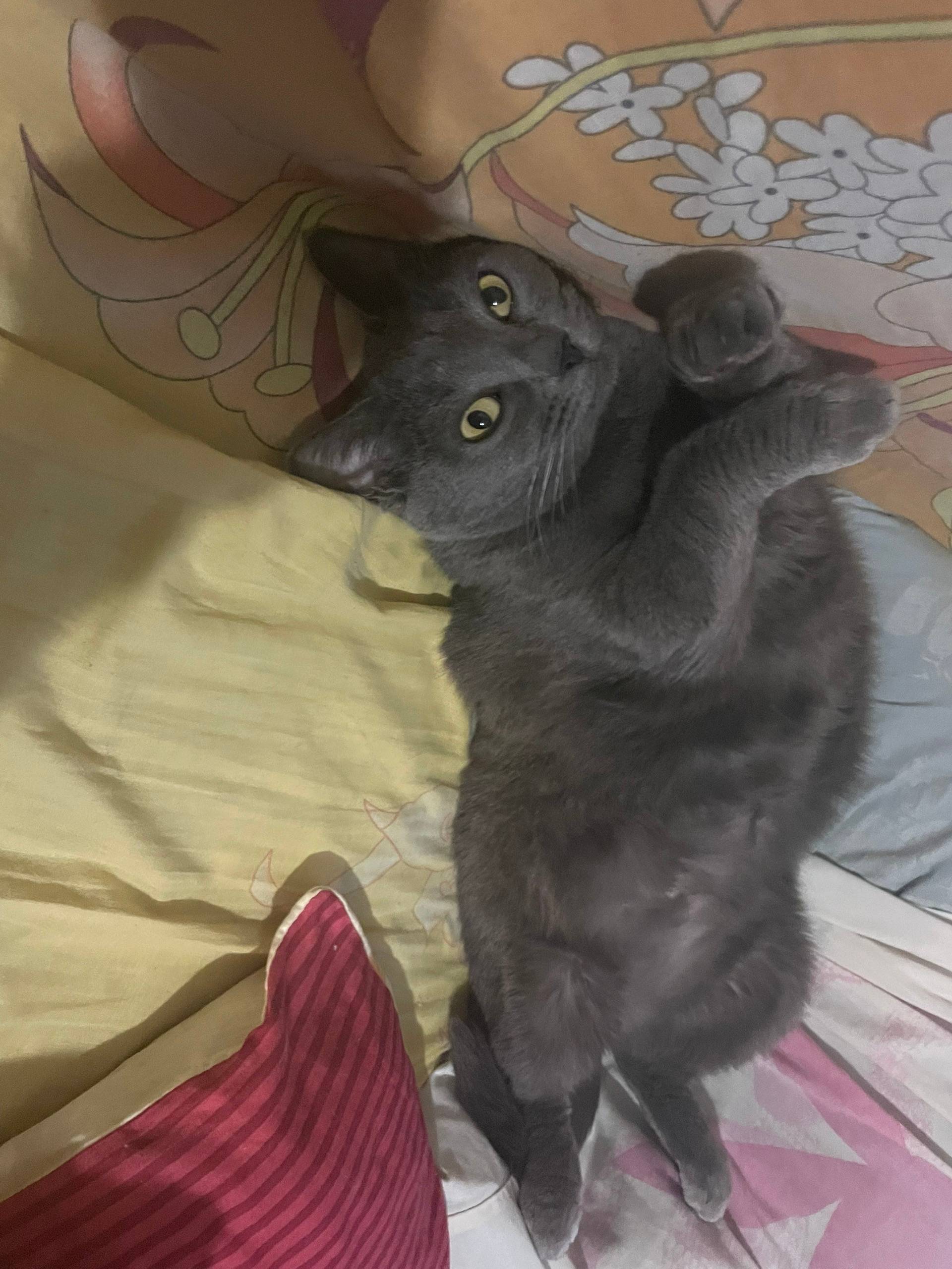 Пропала кошка Изюмка, Ласки, улица Песчаная