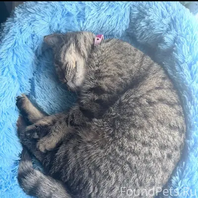 Пропала кошка Муся, Воронежская область