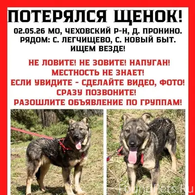 Пропал щенок, Чехов, деревня Пронино