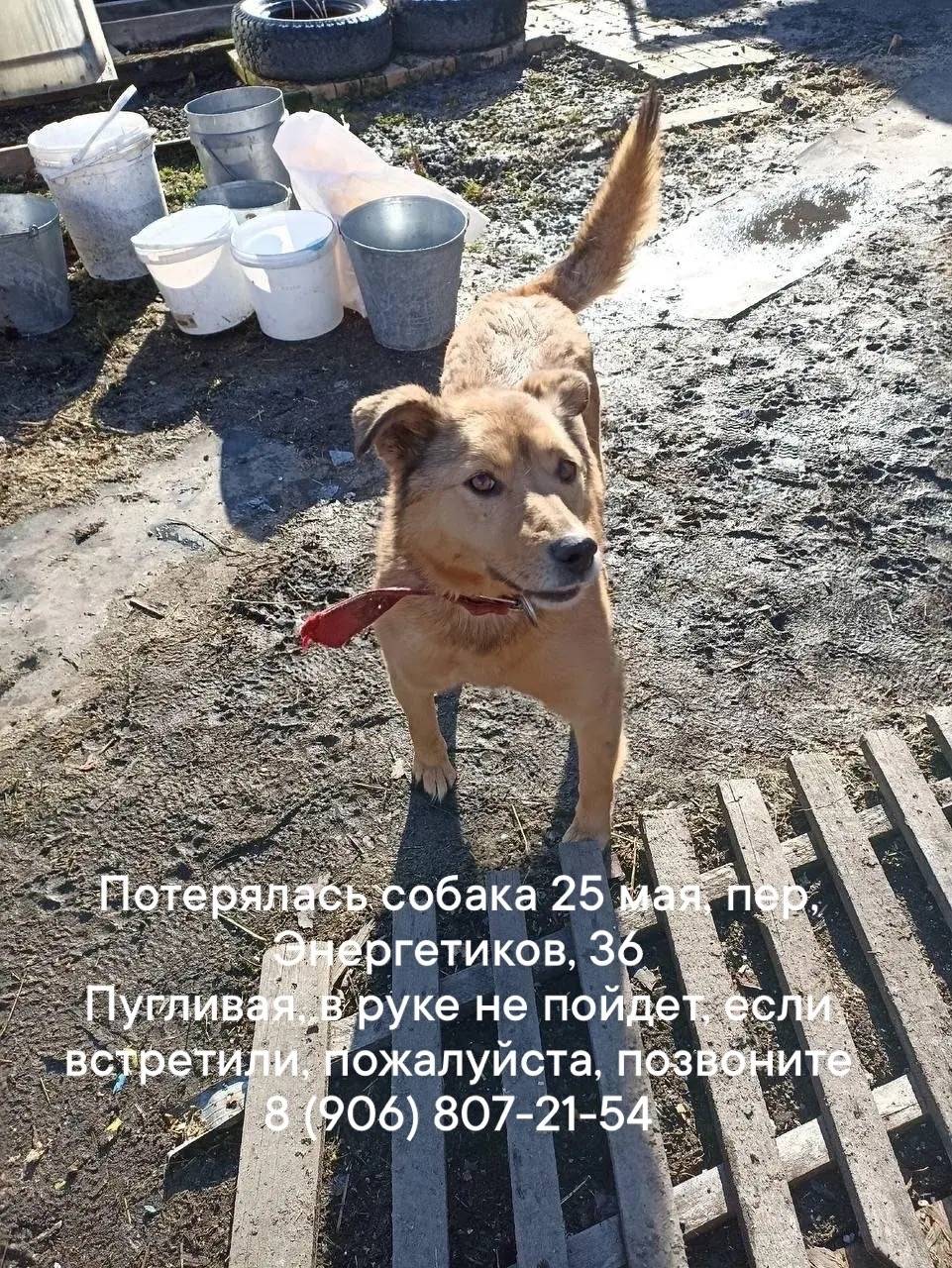 Пропала собака рыжий окрас, Екатеринбург