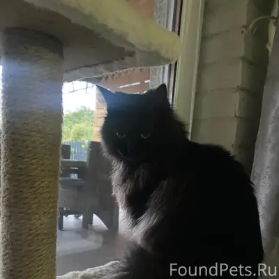 Пропала чёрная кошка Соня, Пятигорск