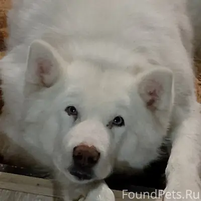 Пропала собака Умка, Чунжино