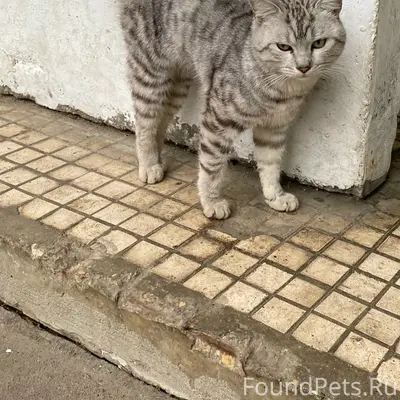 Найдена кошка, г. Клин