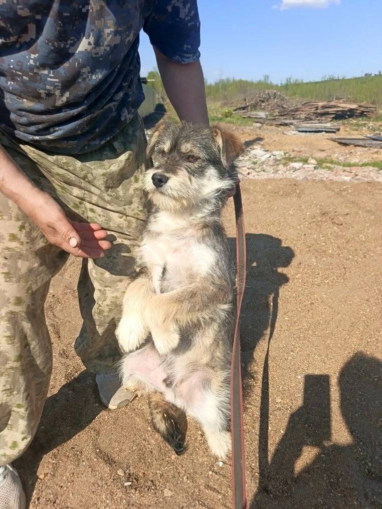Пропала собака