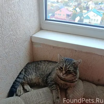 Пропал кот, рана на задней лапе, остановка Больничная