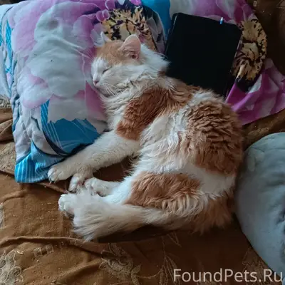 Пропал кот Персик, Виневский район