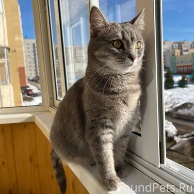 Пропала кошка Фрося / Афродита, Юраково