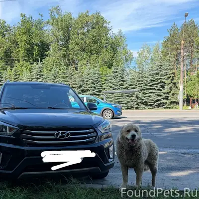 Найден пес, Нижний Новгород