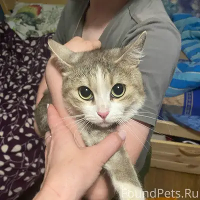Найдена кошка, Фролы