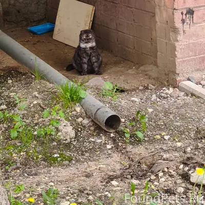 Найдена кошка, ул. Архангельская