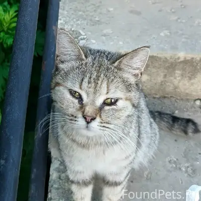 Пропала бездомная кошка, Владимир