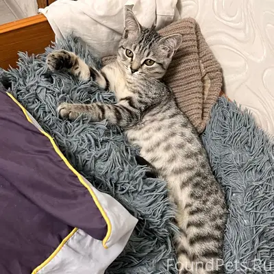 Пропал кот, ул. Гая, д. 74а