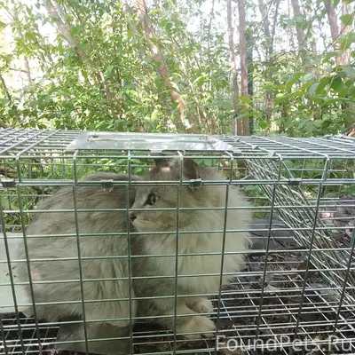 Найдена кошка, Сосногорск