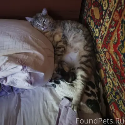 Пропала кошка Стоша, Молодёжная