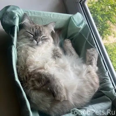 Пропала кошка Боня, район пожарки