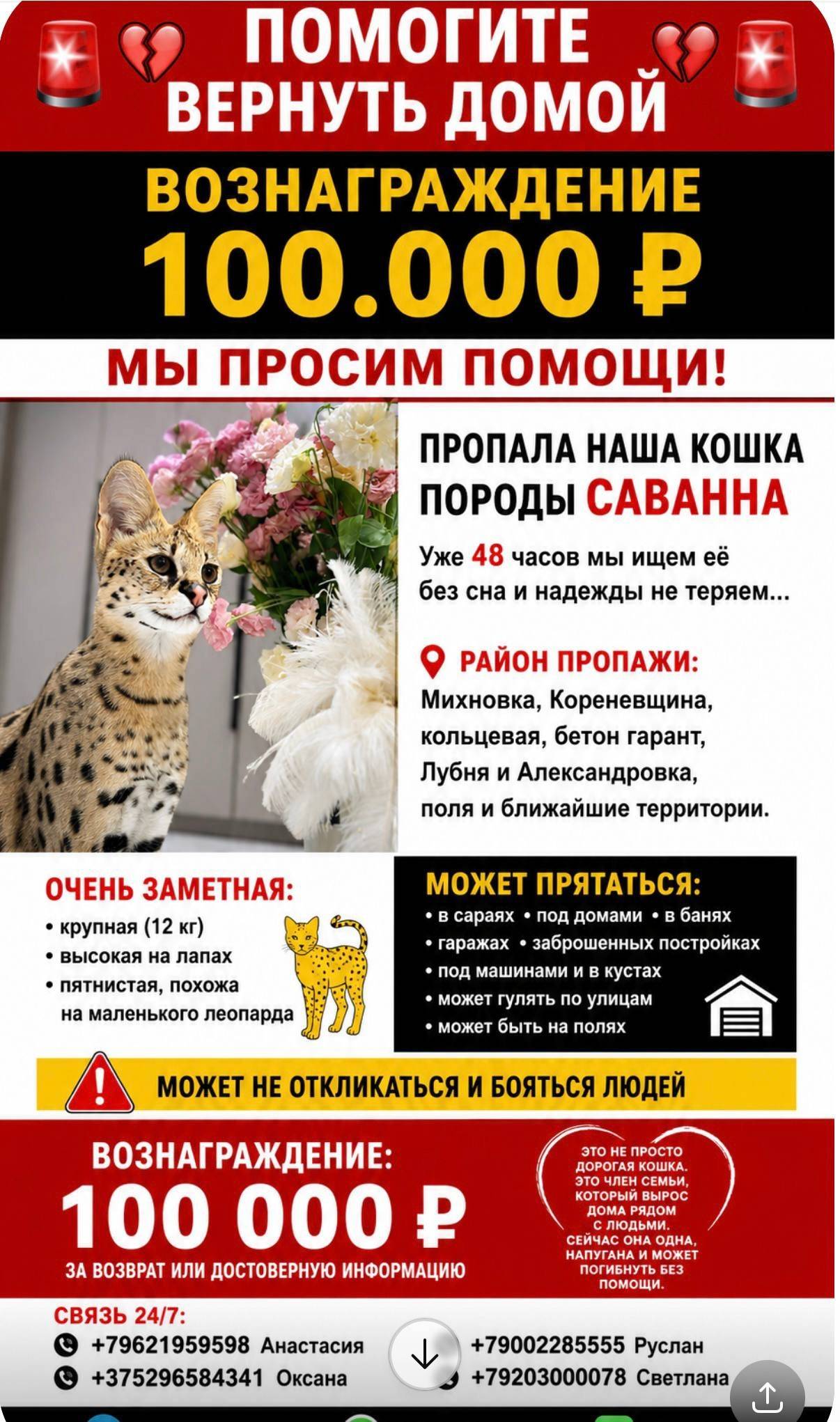 Пропала кошка саванна, Смоленский район