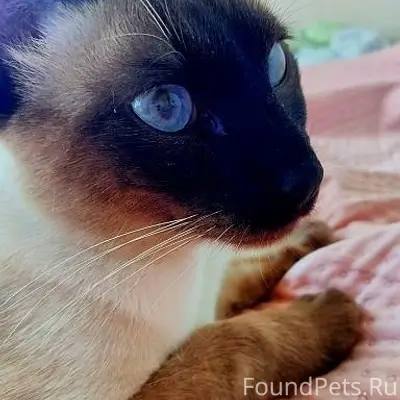 Найден сиамский котёнок, АМЗ