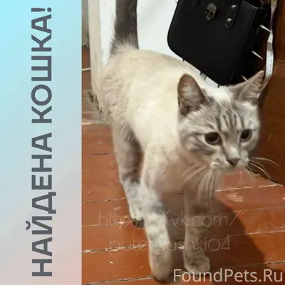 Найдена кошка, Заводской район, Саратов