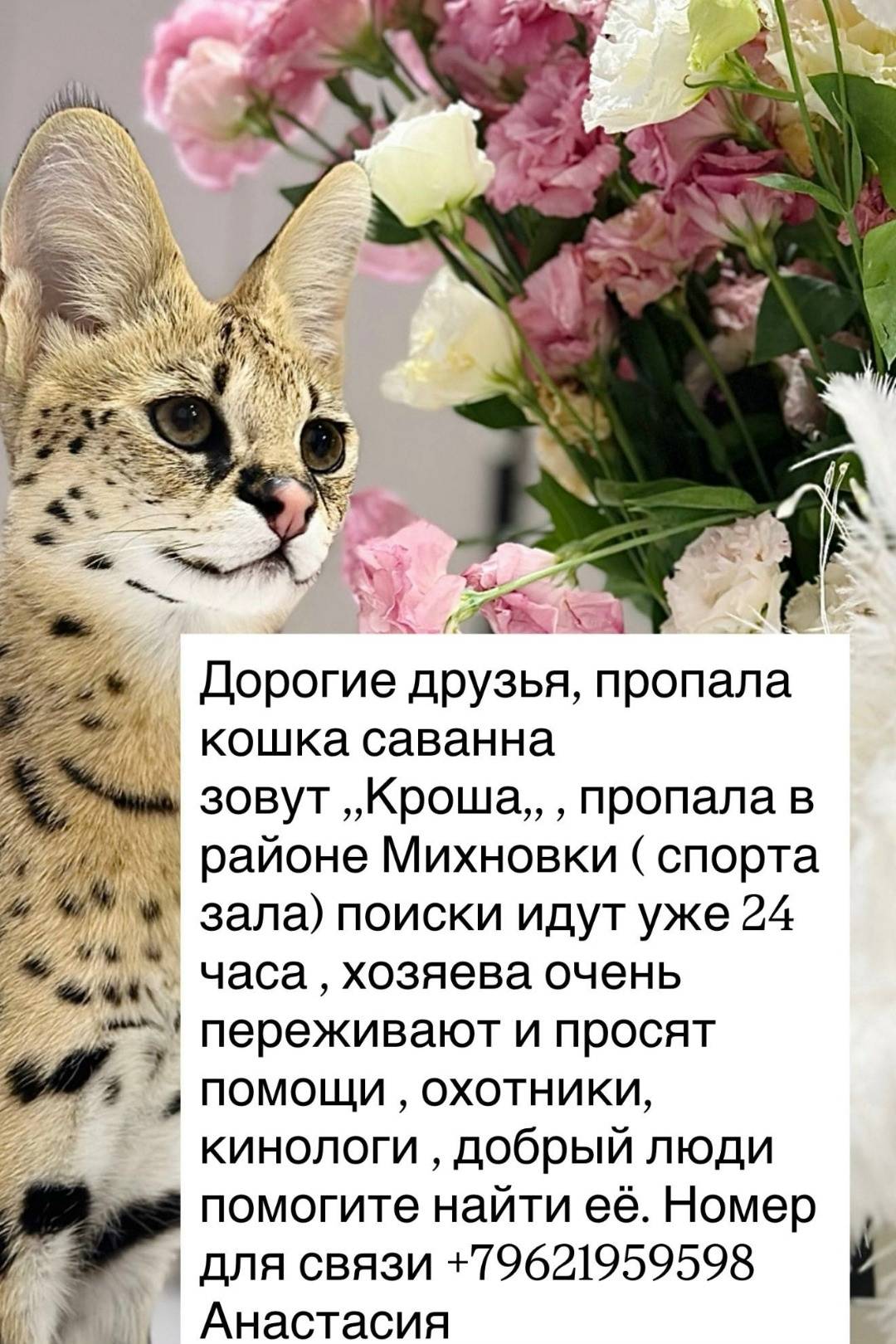 Пропала кошка саванна, Смоленский район