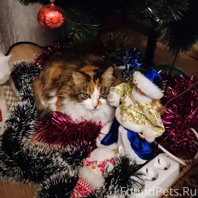 Пропала кошка, улица Ворошилова 40