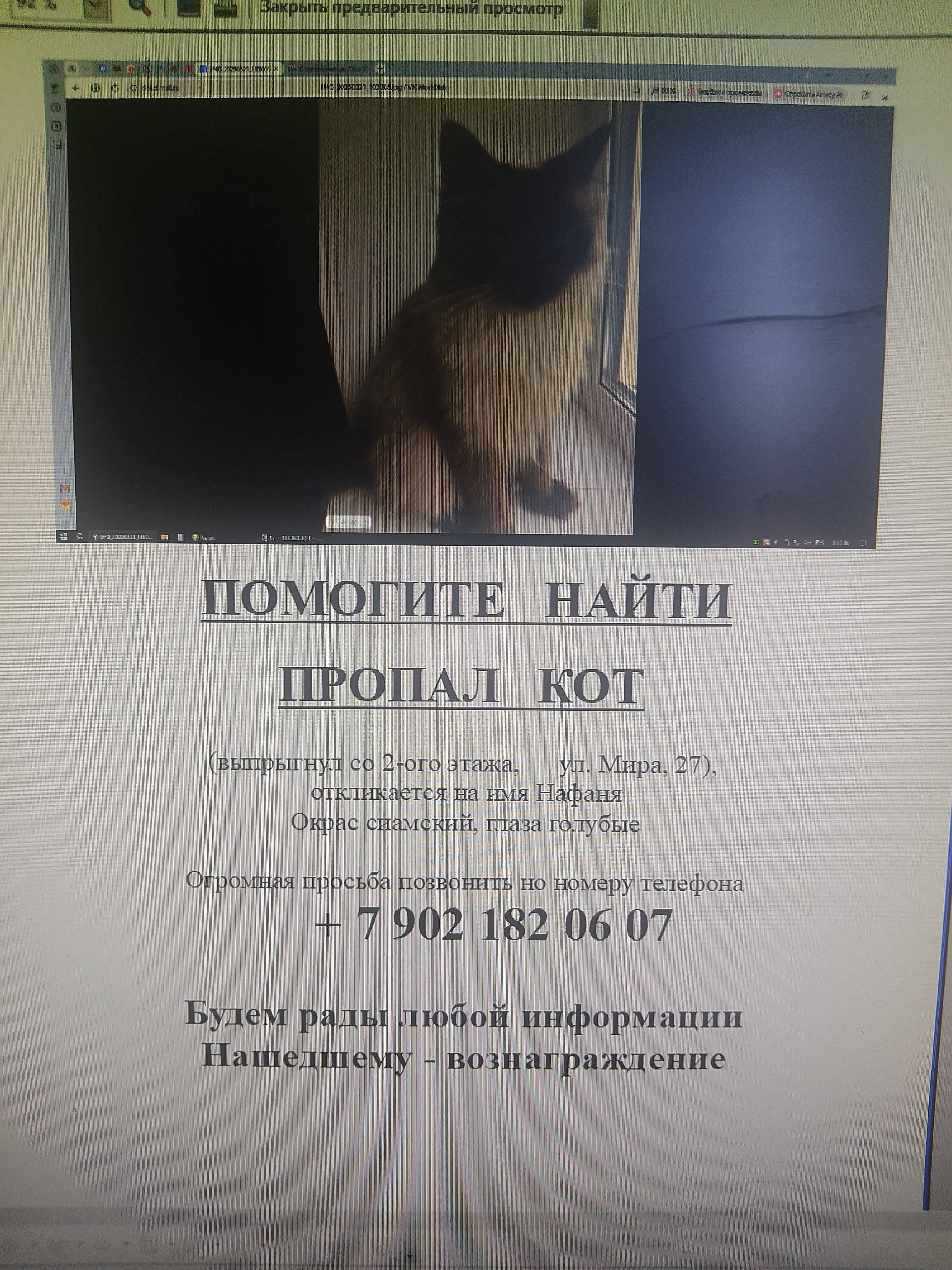 Пропал кот, Центральный район