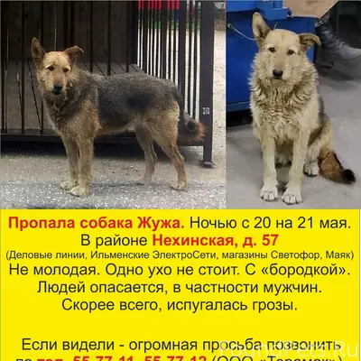 Пропала собака Жужа, район Нехинская